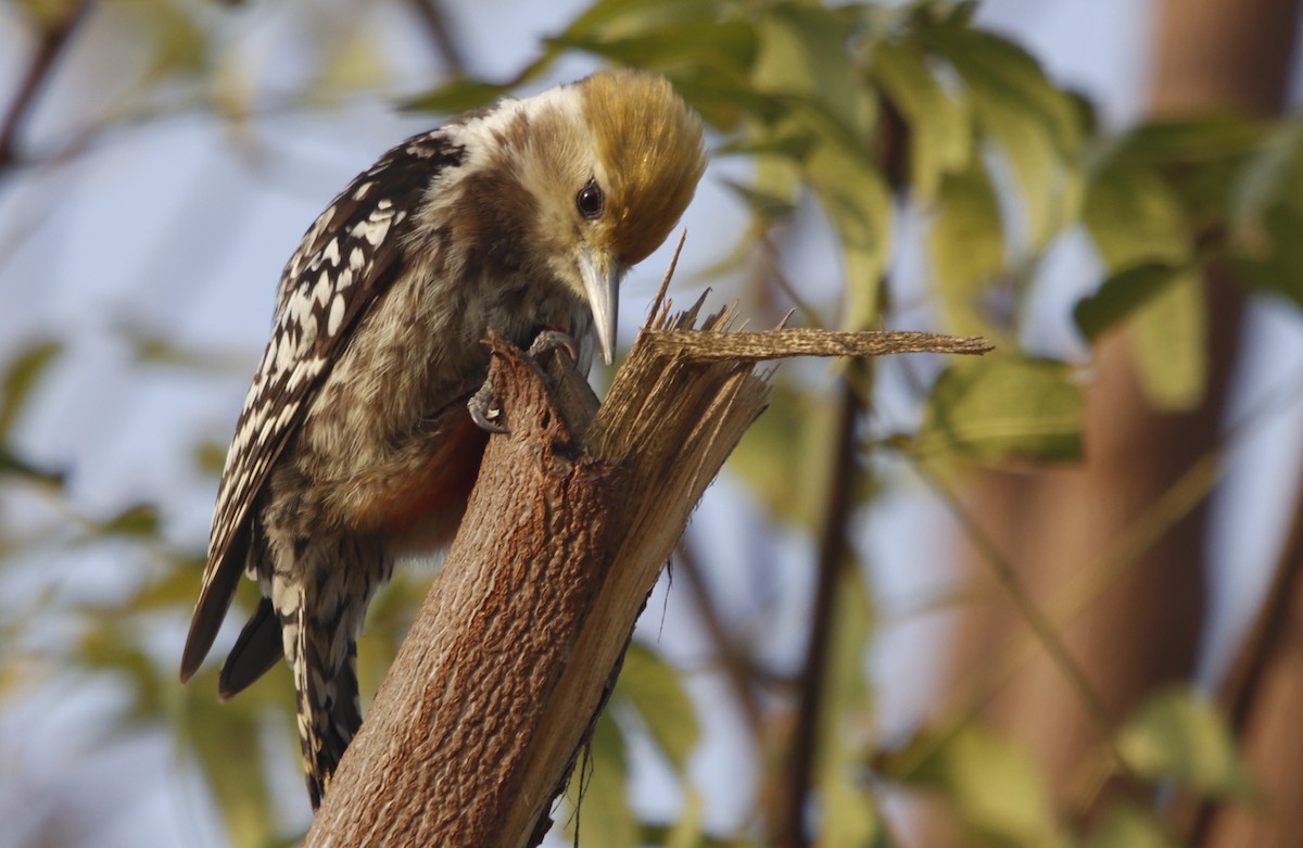 Yellow-crowned Woodpecker - ML414517371