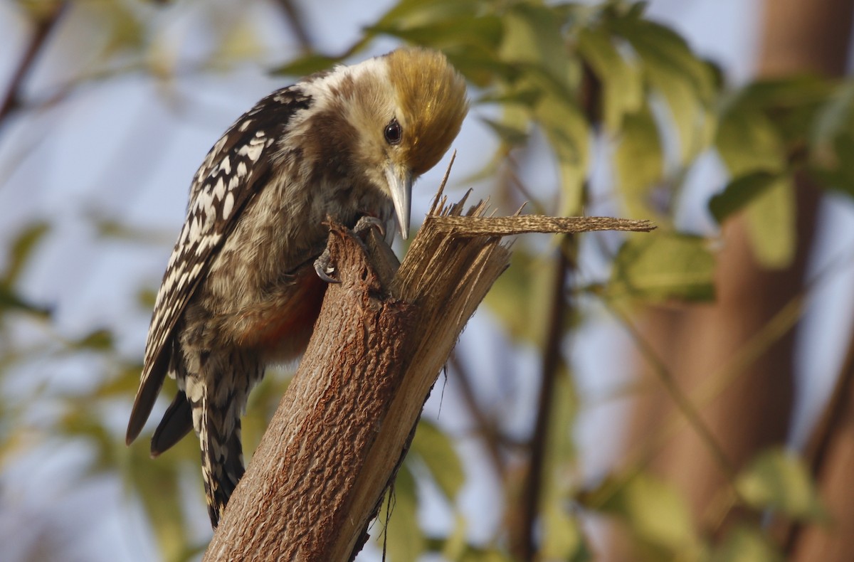 Yellow-crowned Woodpecker - ML414517381