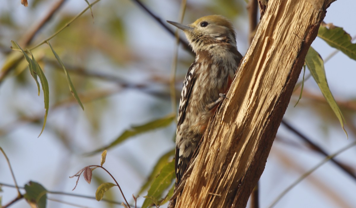 Yellow-crowned Woodpecker - ML414517401