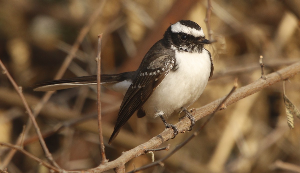White-browed Fantail - ML414518241
