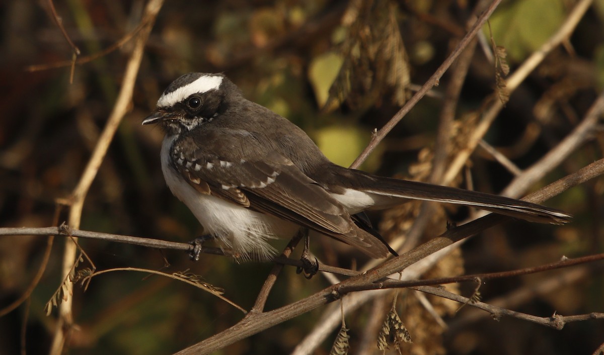 White-browed Fantail - ML414518261