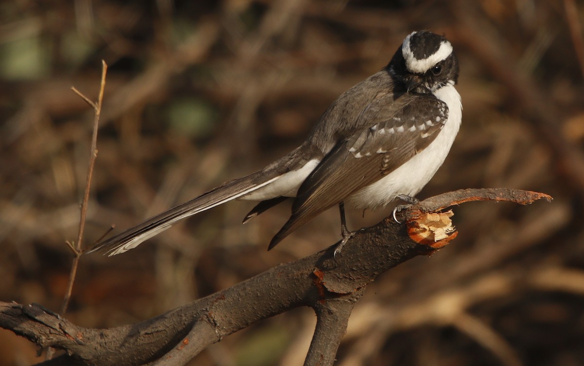 White-browed Fantail - ML414518271