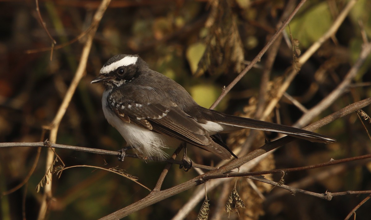 White-browed Fantail - ML414518301
