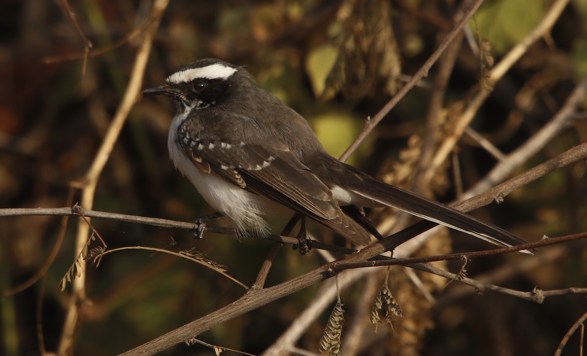 White-browed Fantail - ML414518321