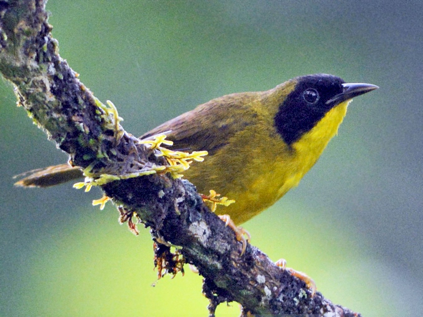 Olive-crowned Yellowthroat - David Hollie