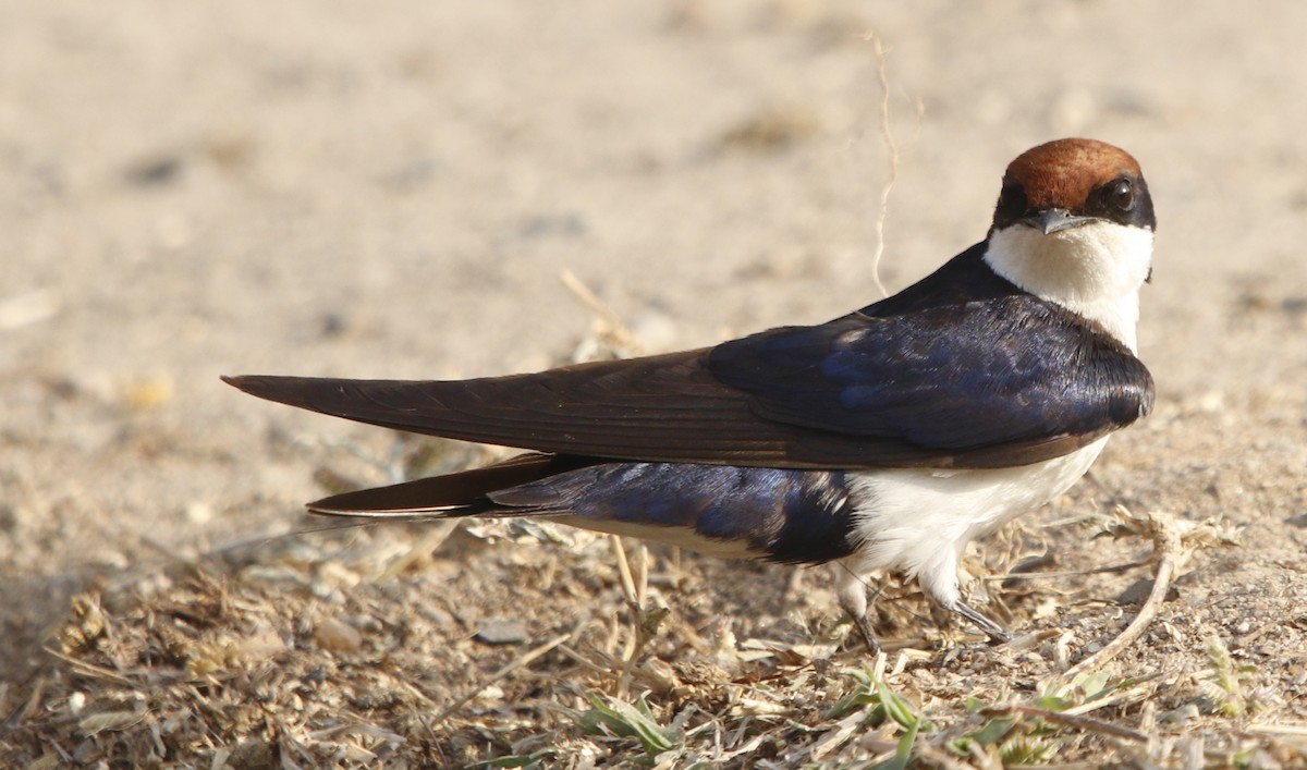 Wire-tailed Swallow - ML414519611