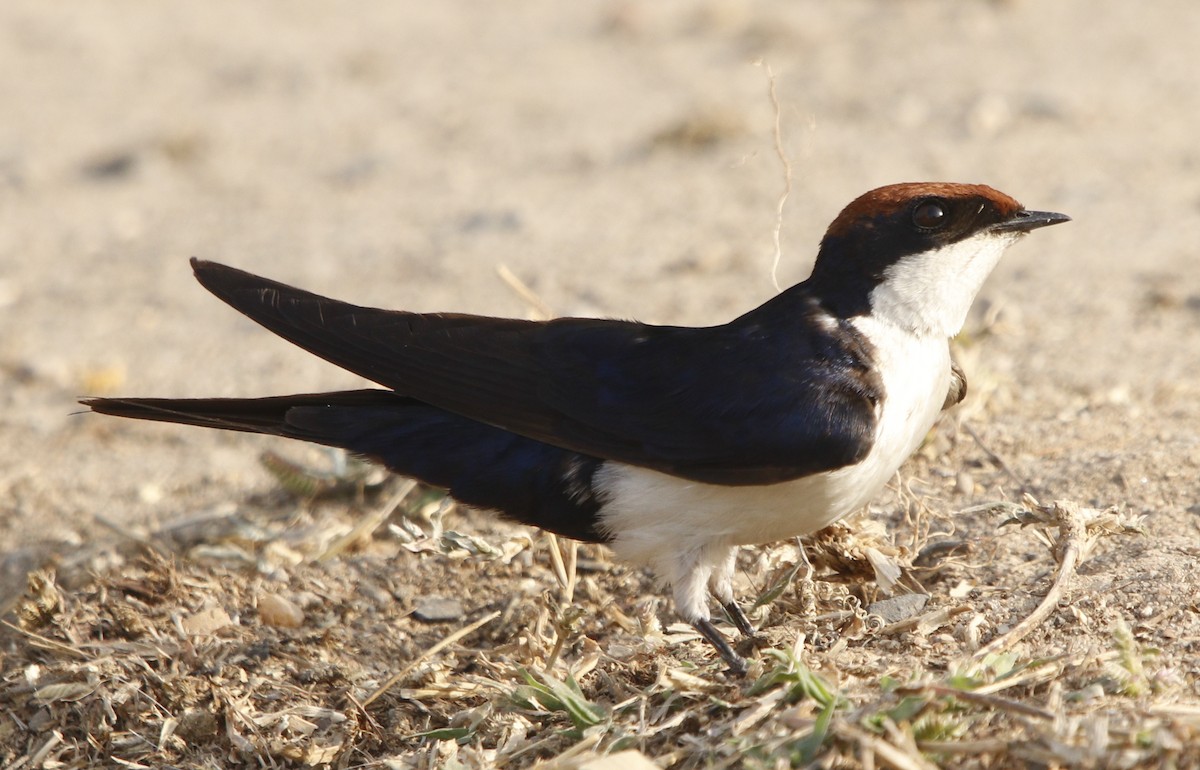 Wire-tailed Swallow - ML414519621