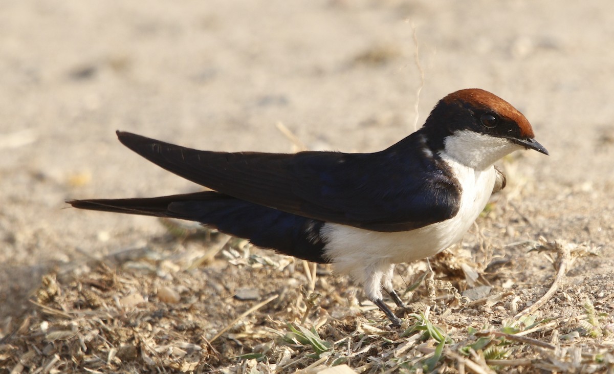 Wire-tailed Swallow - ML414519631