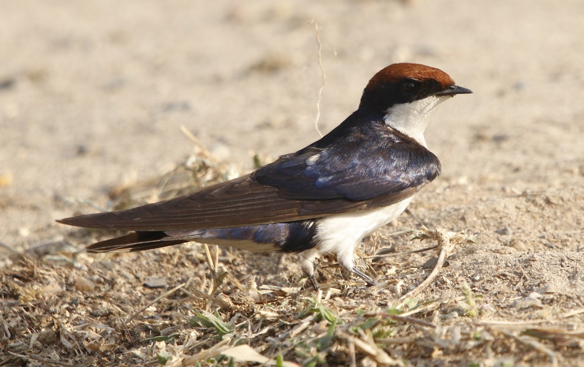 Wire-tailed Swallow - ML414519641