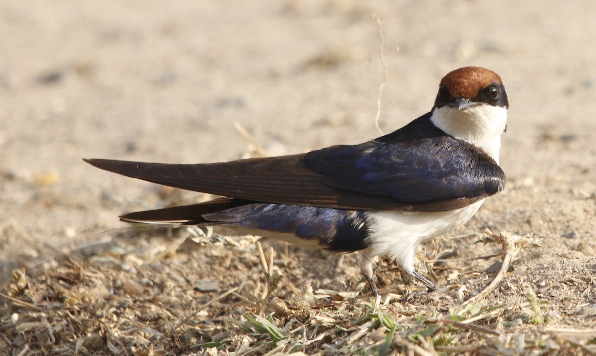 Wire-tailed Swallow - ML414519661