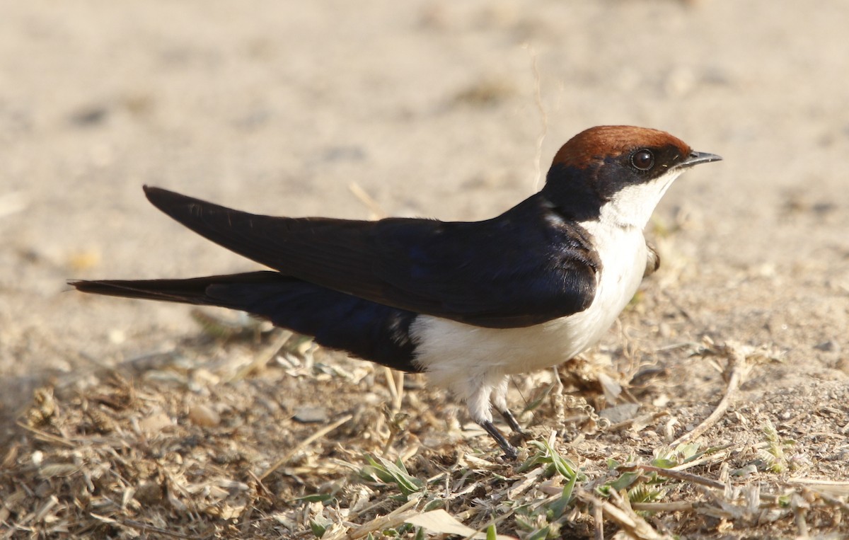 Wire-tailed Swallow - ML414519681
