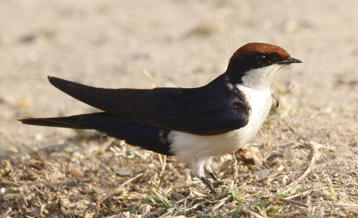 Wire-tailed Swallow - ML414519691
