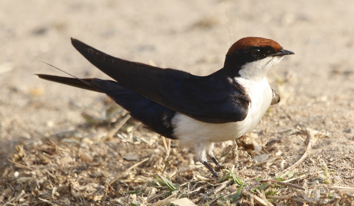 Wire-tailed Swallow - ML414519701