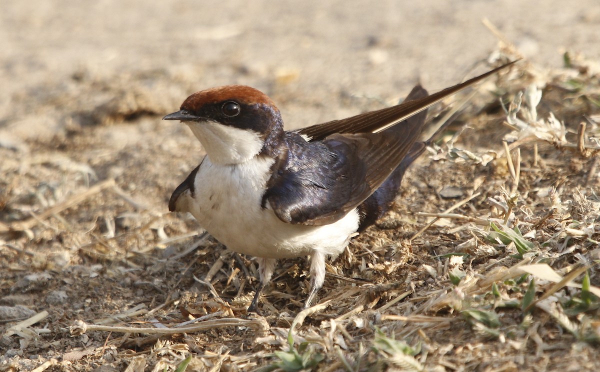 Wire-tailed Swallow - ML414519711