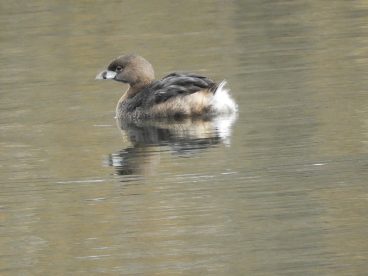 Pied-billed Grebe - Cherie St.Ours