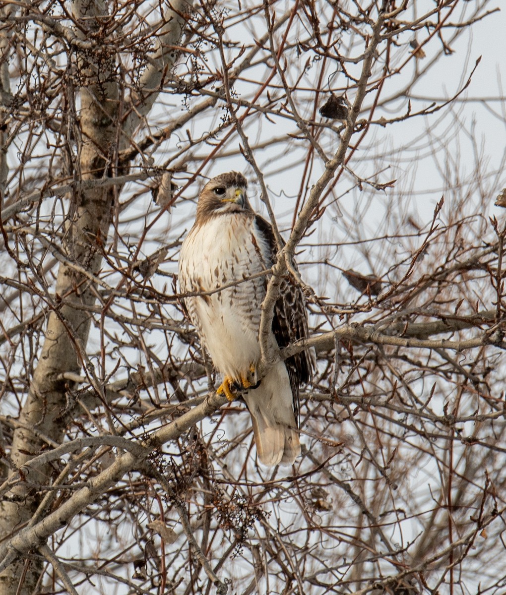 Red-tailed Hawk - ML414522931