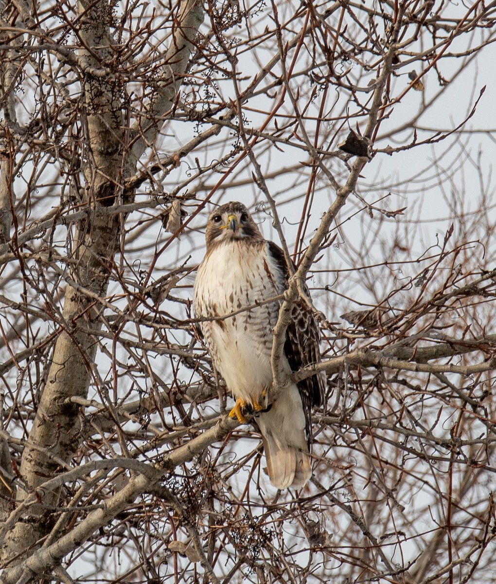 Red-tailed Hawk - ML414522941