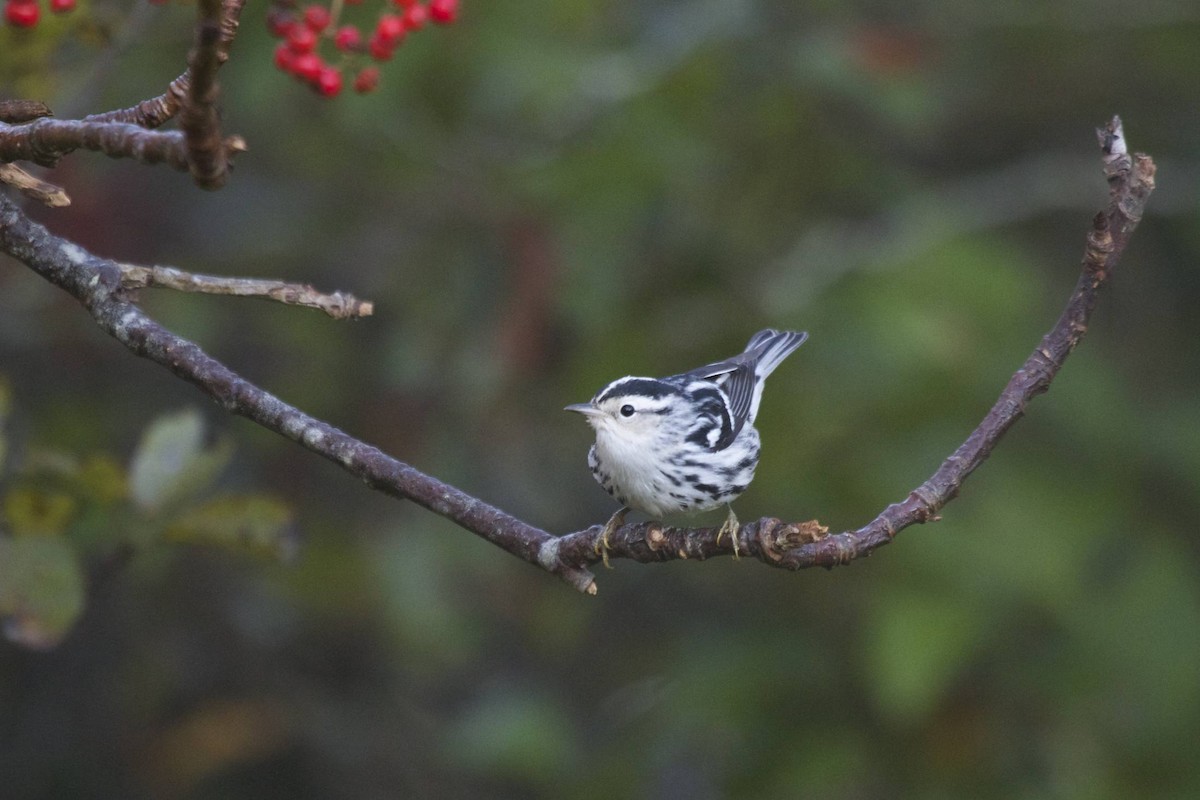 Black-and-white Warbler - ML41452701