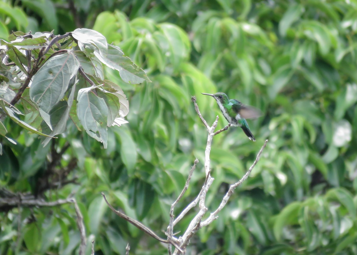 kolibřík křivozobec - ML414529521