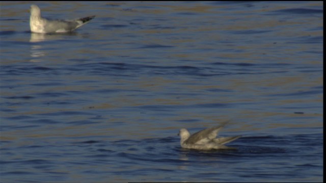 カモメ亜科 Ebird