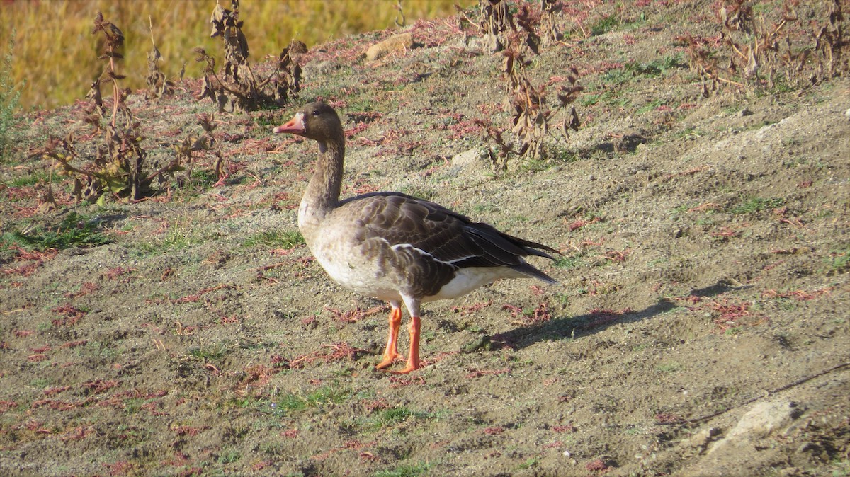 Greater White-fronted Goose (Western) - ML41453411