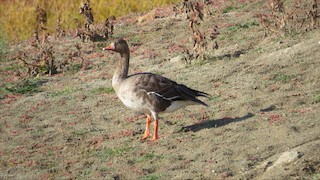 Greater White-fronted Goose (Western), ML41453411