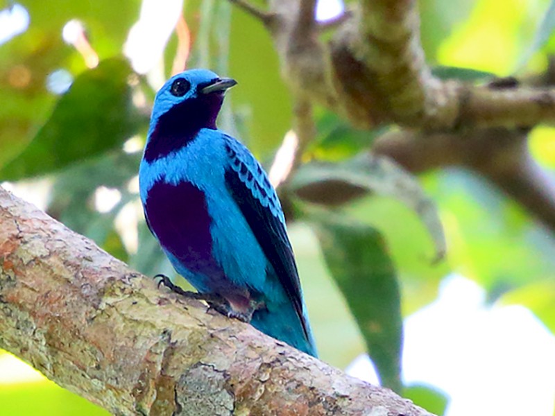 Turquoise Cotinga - Tom Murray