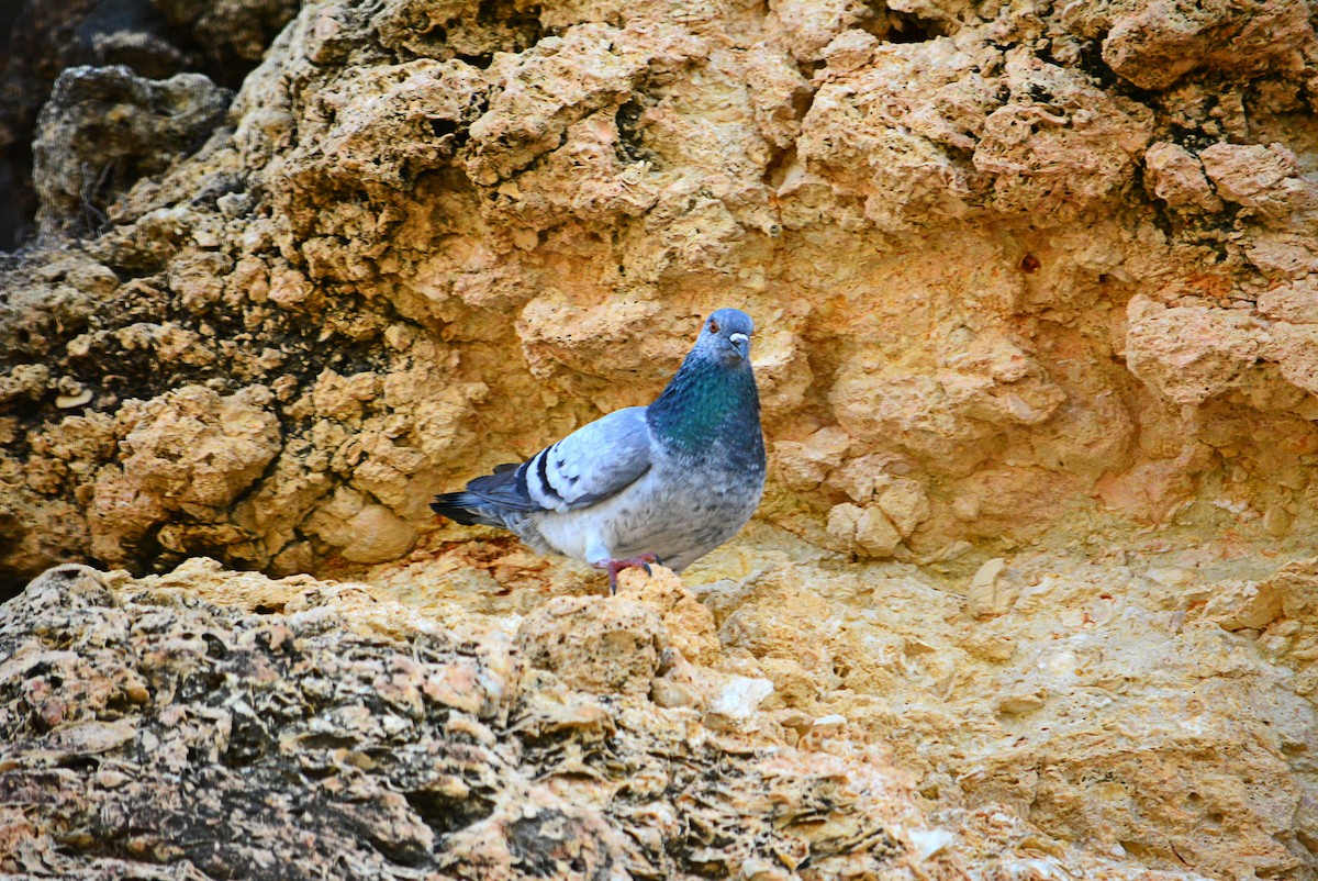 Rock Pigeon (Feral Pigeon) - ML414537721