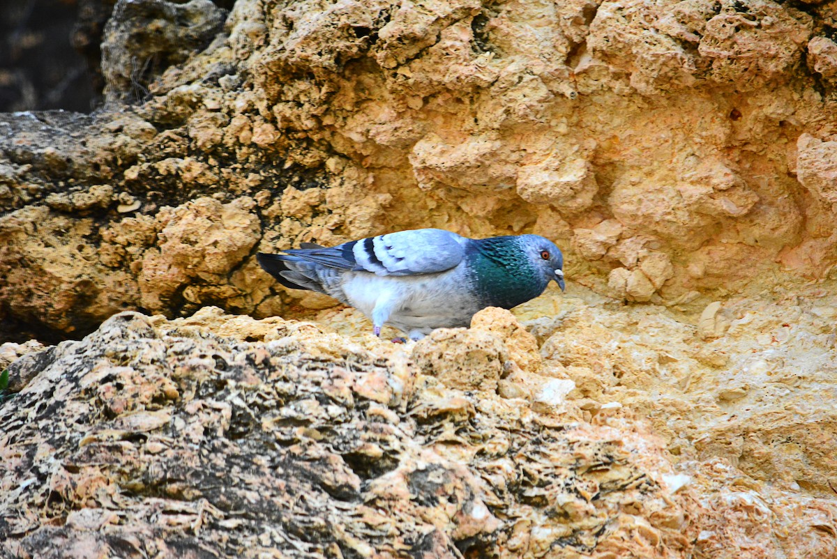 Rock Pigeon (Feral Pigeon) - ML414537791