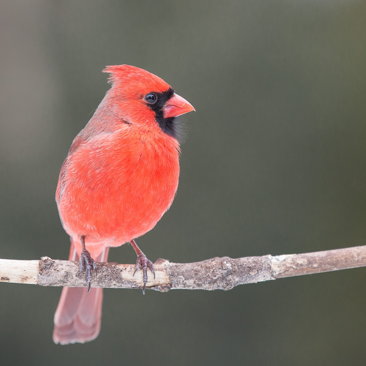 Cardinal rouge - ML414539661