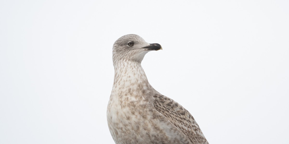Herring Gull (European) - ML414541011