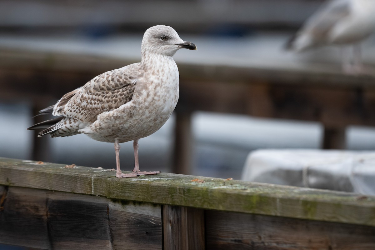 Herring Gull (European) - ML414541021