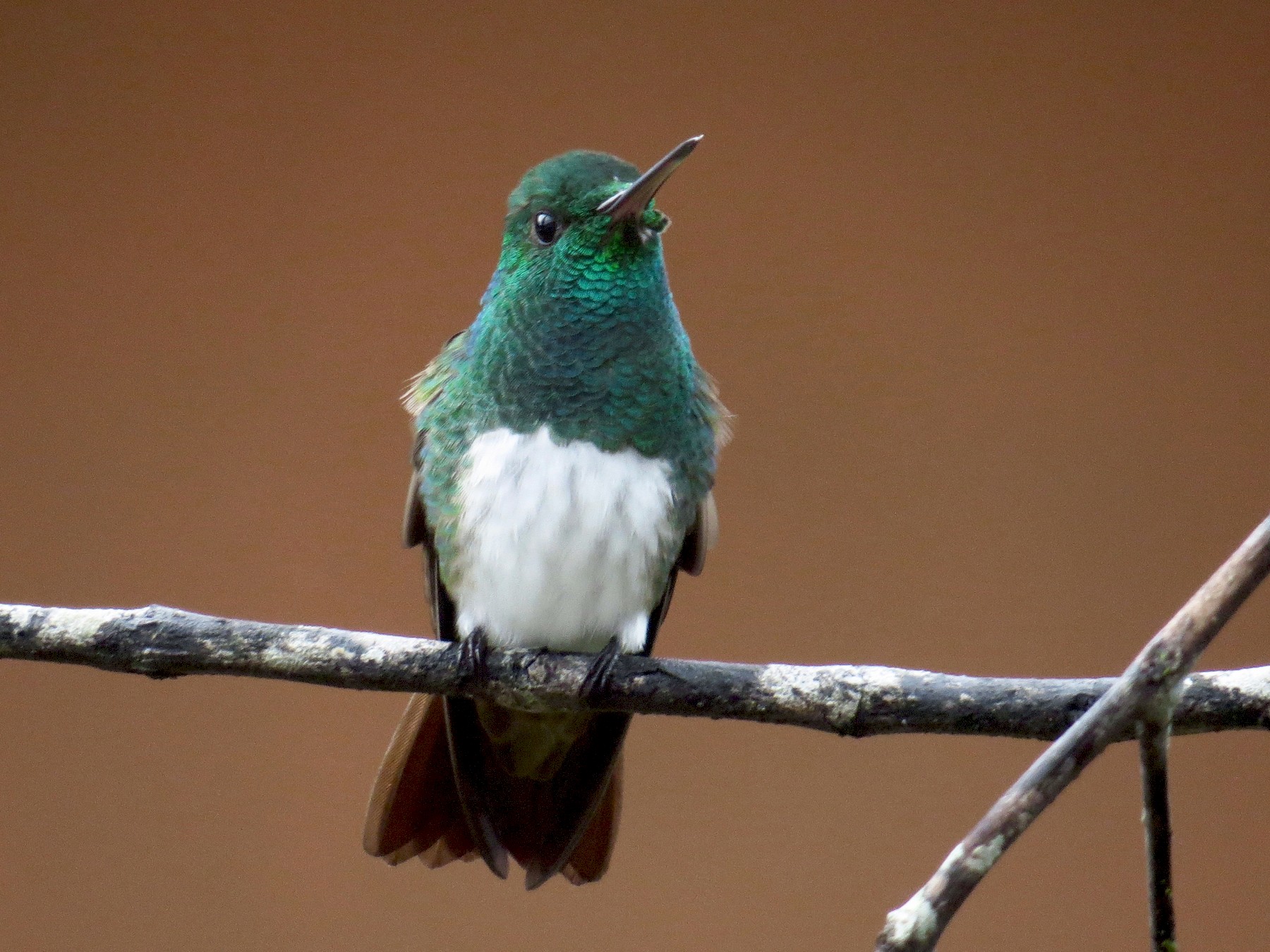 Snowy-bellied Hummingbird - Gerry Hawkins