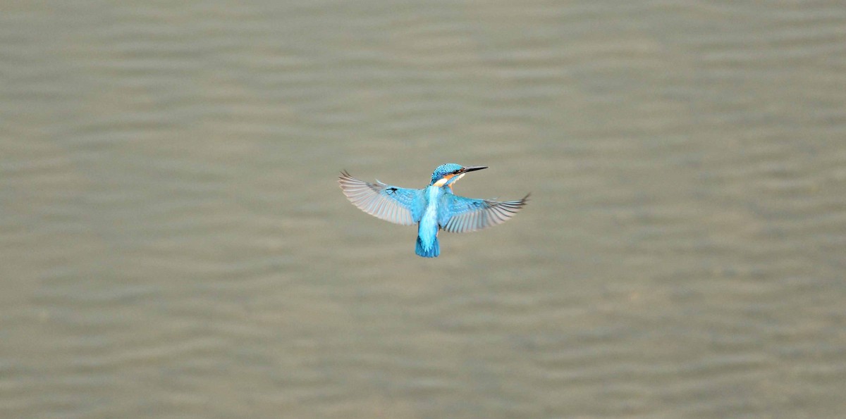 Common Kingfisher - Shanmugam Kalidass
