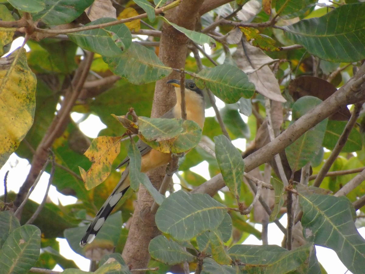 Mangrove Cuckoo - ML41455021