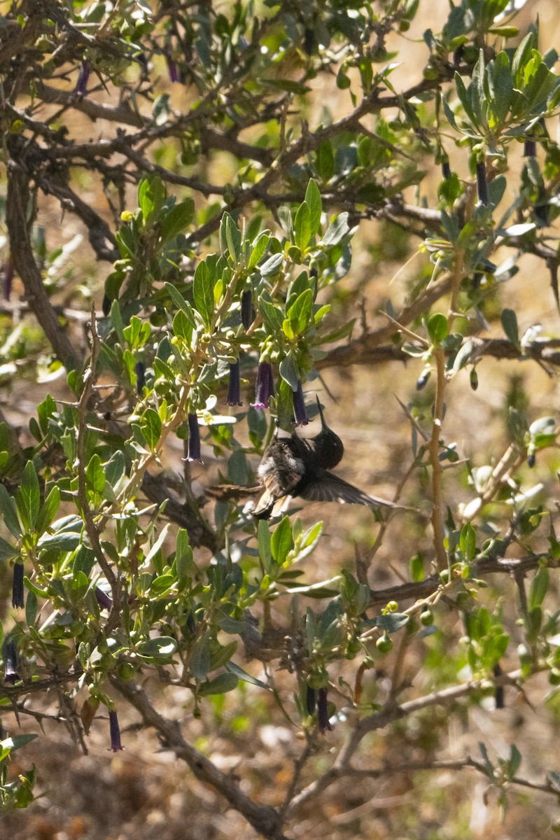 kolibřík mourovatý - ML414557181