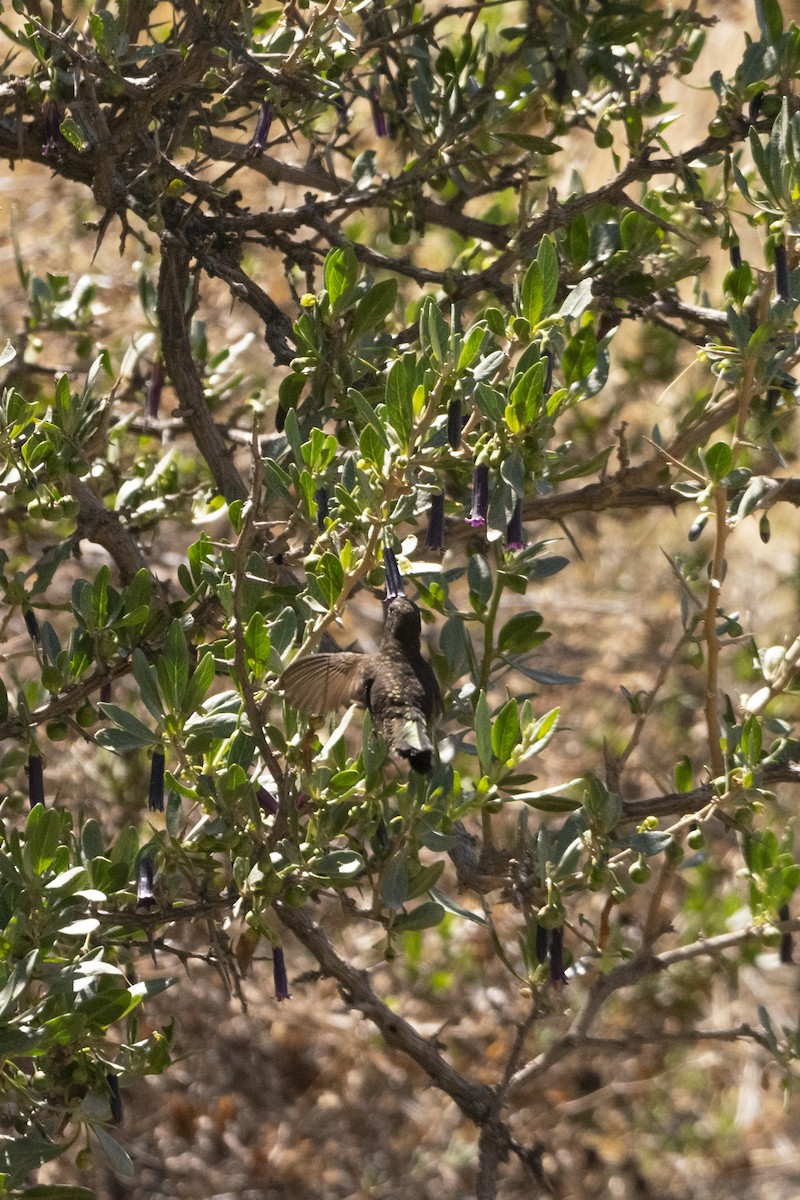 kolibřík mourovatý - ML414557281