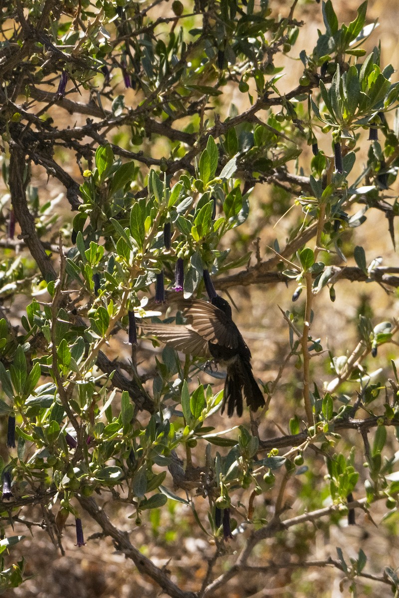 kolibřík mourovatý - ML414557291