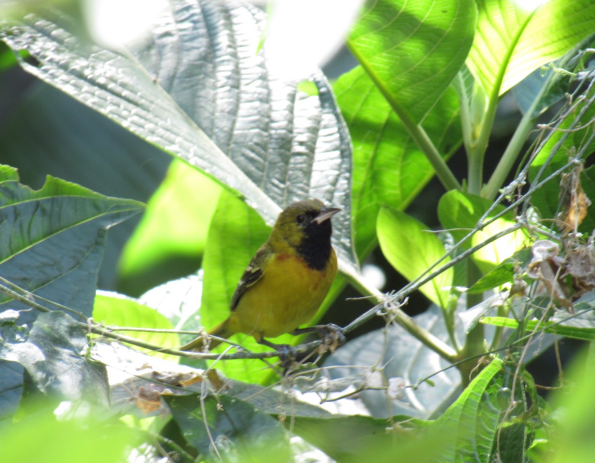 Orchard Oriole - ML414561911