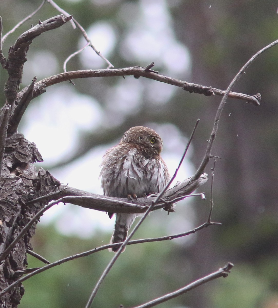 Northern Pygmy-Owl (Mountain) - ML414567551