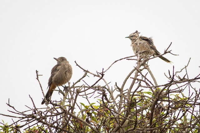 Bird&nbsp;with Great Shrike-Tyrant (<em class="SciName notranslate">Agriornis lividus</em>). - Chilean Mockingbird - 