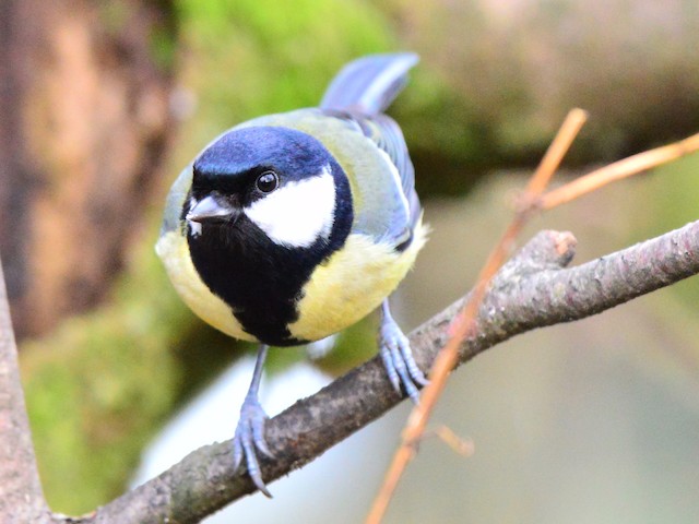 Definitive Basic Male Great Tit (subspecies <em class="SciName notranslate">newtoni</em>). - Great Tit (Great) - 