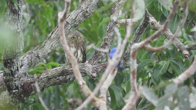 Amazonian Pygmy-Owl - ML414580711