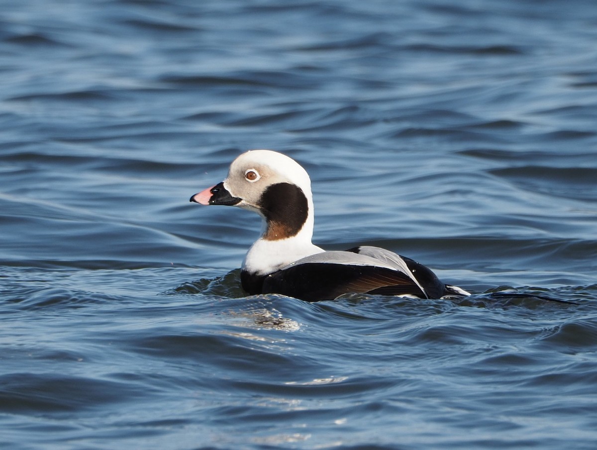 Long-tailed Duck - ML414581771