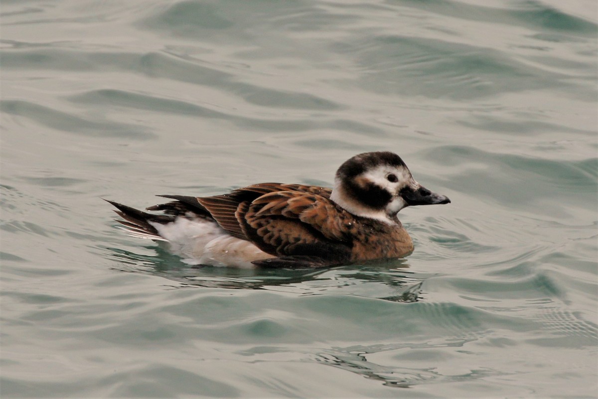 Long-tailed Duck - ML414583891