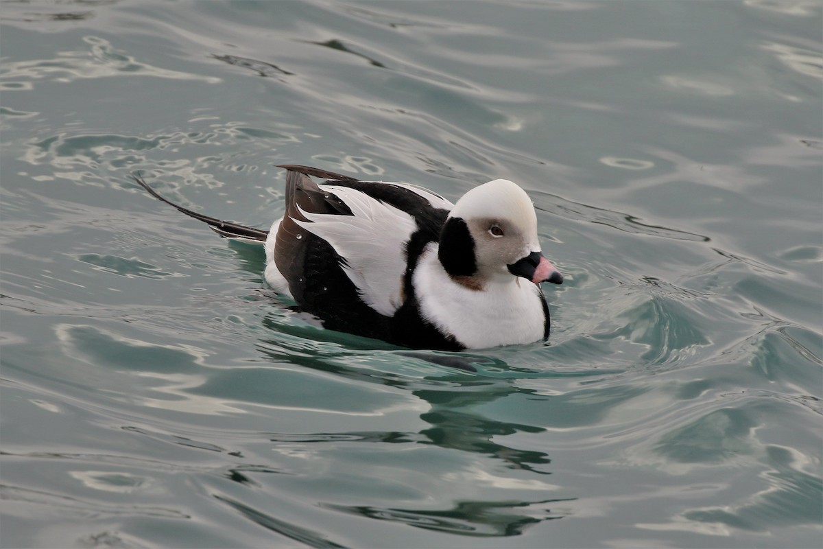 Long-tailed Duck - ML414583951
