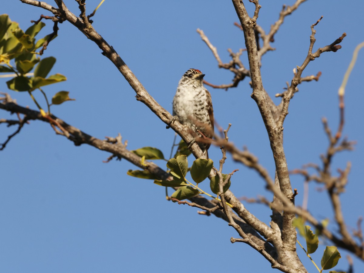 White-barred Piculet - ML414585891
