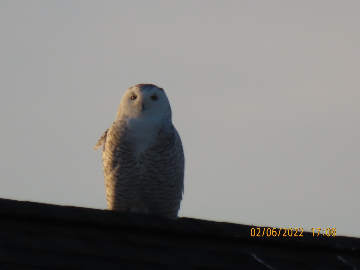 Snowy Owl - ML414587301
