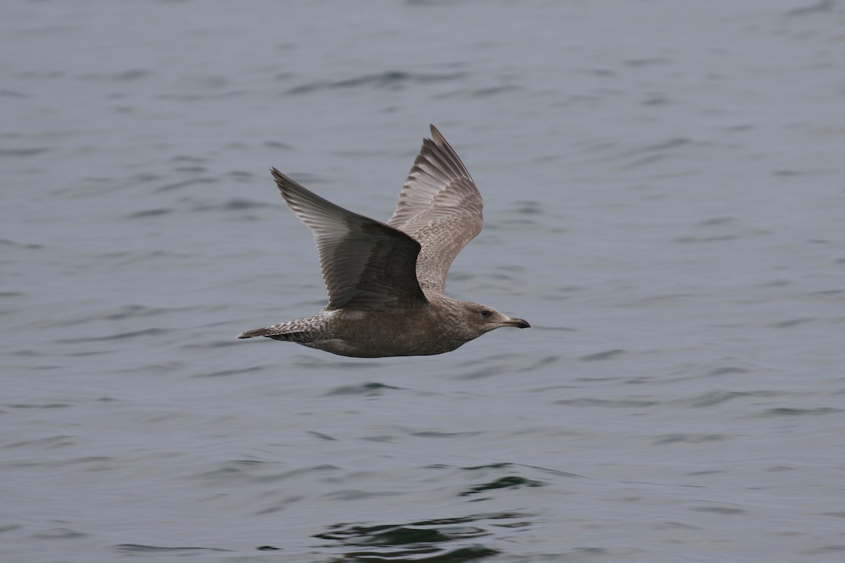 Herring x Glaucous-winged Gull (hybrid) - ML414587531