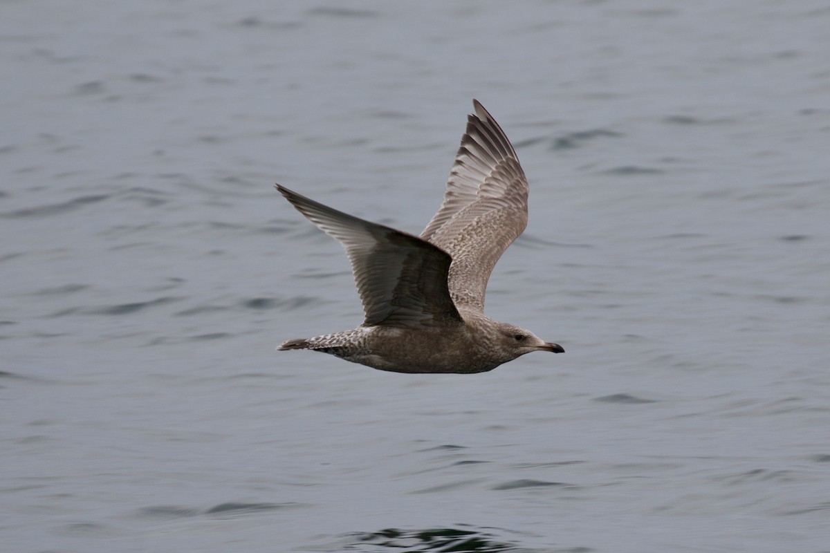 Herring x Glaucous-winged Gull (hybrid) - ML414587551